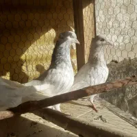 جوجه کله