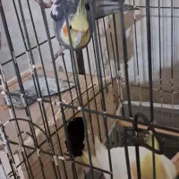 طوطی عروس سخنگو