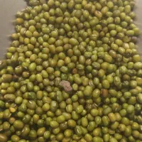 نخود لوبیا عدس سویا برنج چیتی ازبک عمده خورده|خوردنی و آشامیدنی|شیراز, شیشهگری|دیوار