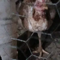 مرغ لاری