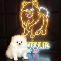 سگ جیبی ـ پامرانین ـ پودل ـ شیتزو ـ چاوچاو ـشیواوا