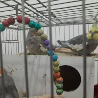 عروس هلندی مولد