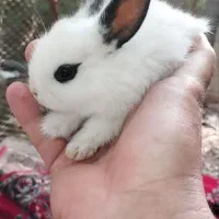 بچه خرگوش