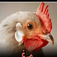 مرغ تخمگذار