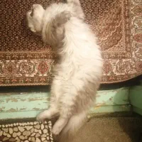 گربه اسکاتیش ۱/۵ ساله|گربه|ارومیه, |دیوار