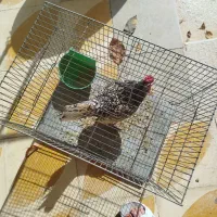 یک عدد خروس فانتزی