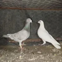 کفتر