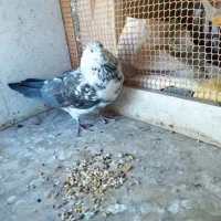 کبوتر سوسکی|پرنده|فولادشهر, B2|دیوار