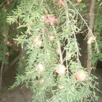 انار مخصوص رب