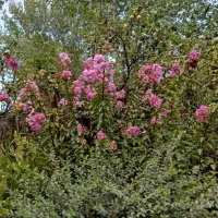 گیاه سیکاس وگل توری و شمشاد پیوندی و سرو لافسون|گل و گیاه طبیعی|چاف و چمخاله, |دیوار