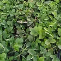 نهال توت فرنگی سابرینا عالی
