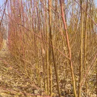 فروش انواع نهال های پیوندی|خدمات باغبانی و درختکاری|اصفهان, شاهزاده ابراهیم|دیوار