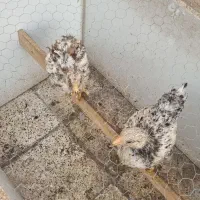 دوعدد جوجه
