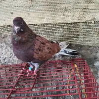 کبوتر نر سرور عتیقه