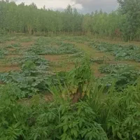 زمین (باغ)|فروش زمین و ملک کلنگی|طاهرگوراب, |دیوار