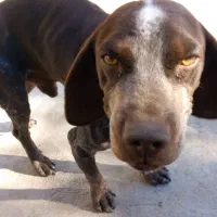 سگ گمشده|حیوانات|کلاله, |دیوار