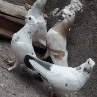 کبوتر یاکفتر