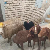 3عددمیش وبره|حیوانات مزرعه|کرمانشاه, |دیوار