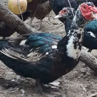 قوغاز گردن ماری جفت سفید
