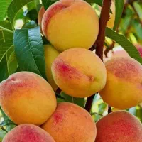 نهال های هلو انجیری و زعفرانی و...