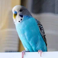 مرغ عشق نر