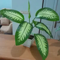 گل طبیعی|گل و گیاه طبیعی|فردیس, فرامرزیه|دیوار