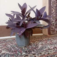 گل بی آر
