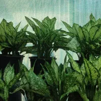 فروش گل وگیاه