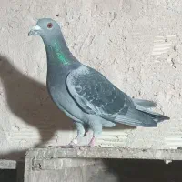 کبوتر|پرنده|اصفهان, کوی امیریه|دیوار