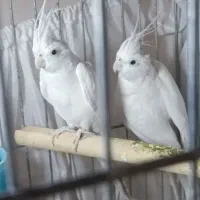 جفت عروس هلندی البینو|پرنده|تهران, عبدلآباد|دیوار