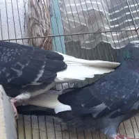 یک جفت کبوتر نرو ماده دهن جور