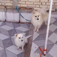 سگ پامرنرماده جفت