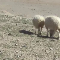 جفت میش‌|حیوانات مزرعه|سده (خراسان جنوبی), |دیوار