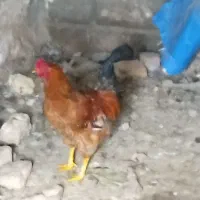 معاوضه خروس با دوتا مرغ