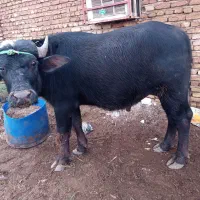 گاومیش نر دو ساله|حیوانات مزرعه|دشت آزادگان, |دیوار