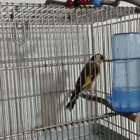 سره نر جوجه قفس