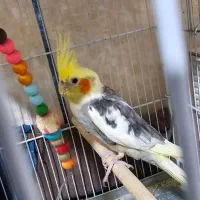 پرنده|پرنده|گراش, |دیوار