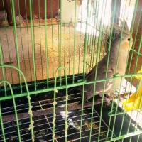 پرنده عروس هلندی ماده