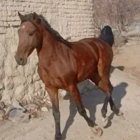 نریان دره شور