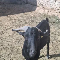 چپیش مورسیا اصل وادراتی|حیوانات مزرعه|زارچ, |دیوار