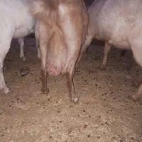 بز شیردار جوان