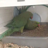 طوطی سبز ملنگو