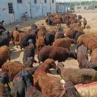 بره گوسفند قزل افشار اصل زنجان|حیوانات مزرعه|شیراز, باغ تخت|دیوار