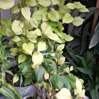 گل وگیاه|گل و گیاه طبیعی|کرج, حیدرآباد|دیوار