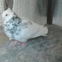 کبوتر طوقئ شازده ا حی سبز جوان|پرنده|شیراز, شیخ علی چوپان|دیوار