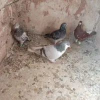 کفتر کبوترپرشی