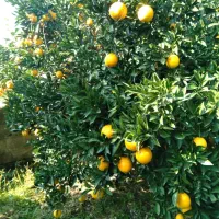 فروش حدود یک تن پرتقال تامسون سر درخت
