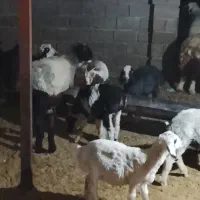 سلام بره هم داشت هم قصابی|حیوانات مزرعه|کوار, |دیوار