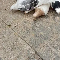 کله زرد نر طوقی ماده پشت فروخته شده