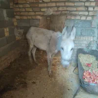 کره خر سرحال